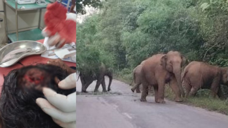 रायगढ़ में दहशत का माहौल, बंदरों का हमला और हाथियों का सड़क पर कब्जा