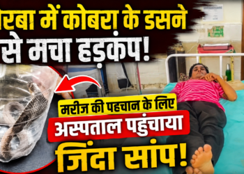 कोरबा में कोबरा के डसने से मचा हड़कंप, मरीज की पहचान के लिए अस्पताल पहुंचाया गया जिंदा सांप