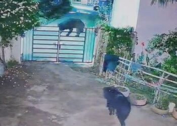 कांकेर में भालुओं का आतंक, घर में घुसे दो भालू; CCTV में कैद हुई तस्वीरें