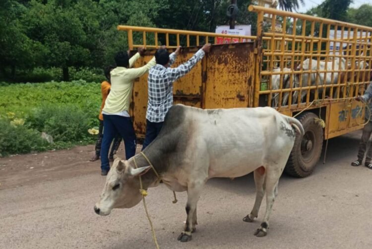 सड़क पर बैठे मवेशियों को पकड़कर गौठान भेज रही निगम की रोका-छेका टीम