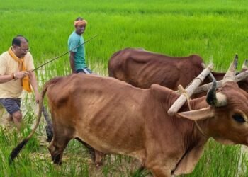 अपनी माटी और खेती-किसानी से मुख्यमंत्री विष्णु देव साय का आत्मीय जुड़ाव, गृहग्राम बगिया में सुबह-सुबह खेत पहुंचे मुख्यमंत्री, बैलों के साथ हल चलाकर की बियासी