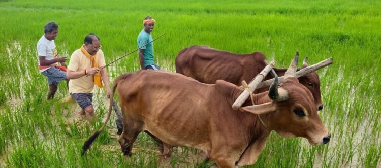 अपनी माटी और खेती-किसानी से मुख्यमंत्री विष्णु देव साय का आत्मीय जुड़ाव, गृहग्राम बगिया में सुबह-सुबह खेत पहुंचे मुख्यमंत्री, बैलों के साथ हल चलाकर की बियासी