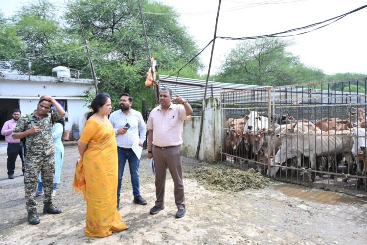 फुंडहर गौठान में क्षमता से दोगुने गौवंश मिले, महापौर मीनल चौबे ने लगाई अधिकारियों को फटकार