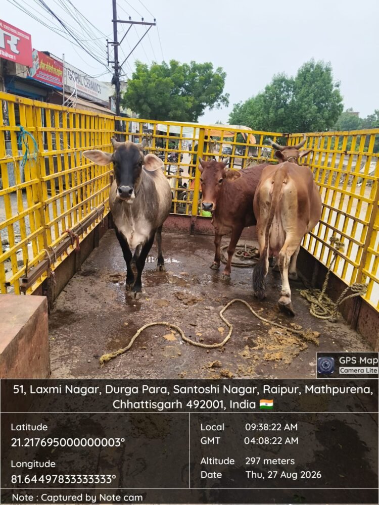 रायपुर में आवारा मवेशियों पर निगम की कार्रवाई तेज, सड़कों से रोजाना हो रही धरपकड़