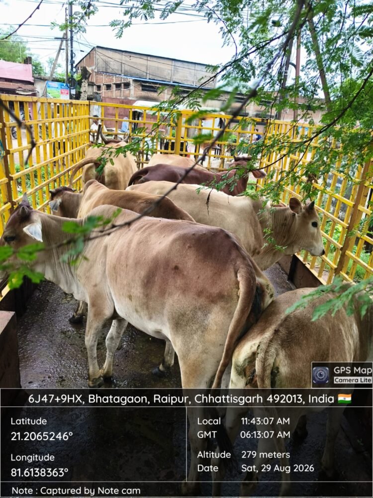 रायपुर में आवारा मवेशियों पर निगम की कार्रवाई, 27 मवेशियों की सड़कों से धरपकड़