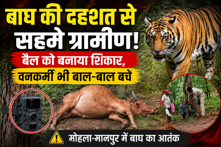 बाघ की दहशत से सहमे ग्रामीण, बैल को बनाया शिकार, वनकर्मी भी बाल-बाल बचे