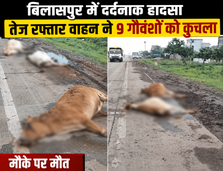 बिलासपुर में दर्दनाक हादसा: तेज रफ्तार वाहन ने 9 गौवंशों को कुचला, मौके पर मौत