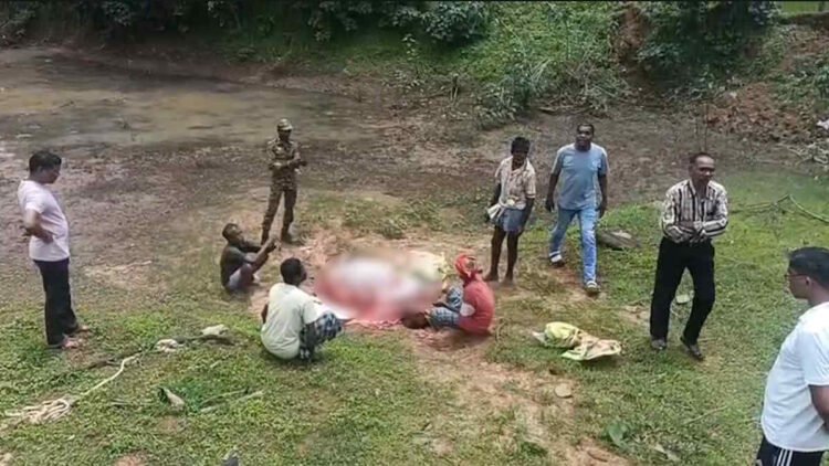 कोंडागांव में गौहत्या का मामला, जंगल में गाय काटते 6 आरोपी गिरफ्तार; शोक कार्यक्रम के लिए मांस तैयार करने का आरोप