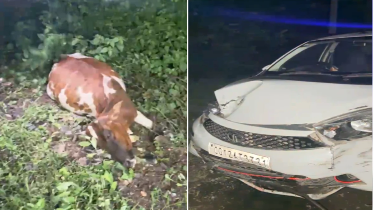 नशे में धुत्त तेज रफ्तार कार ने 4 मवेशियों को मारी टक्कर, 3 की मौत; कोरबा में लोगों का फूटा गुस्सा