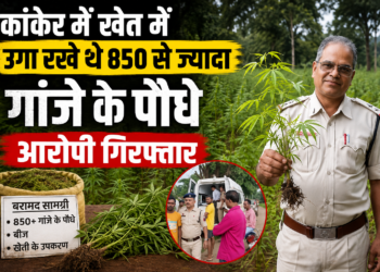 कांकेर में खेत में उगा रखे थे 850 से ज्यादा गांजे के पौधे, आरोपी गिरफ्तार