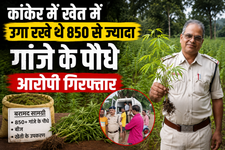 कांकेर में खेत में उगा रखे थे 850 से ज्यादा गांजे के पौधे, आरोपी गिरफ्तार