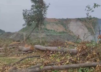 रायगढ़ में पेड़ कटाई पर बवाल, जिंदल पर अनुमति से अधिक पेड़ काटने का आरोप