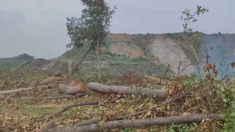 रायगढ़ में पेड़ कटाई पर बवाल, जिंदल पर अनुमति से अधिक पेड़ काटने का आरोप