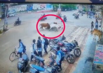 कवर्धा में आवारा सांडों का आतंक, स्कूटी सवार महिला को मारी टक्कर; CCTV में कैद हुआ हादसा