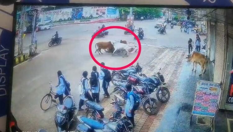 कवर्धा में आवारा सांडों का आतंक, स्कूटी सवार महिला को मारी टक्कर; CCTV में कैद हुआ हादसा