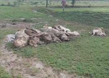 हेमाबंद में गौवंशों की मौत को लेकर बवाल, कलेक्ट्रेट पहुंचे गौ सेवक; जांच रिपोर्ट में 2 पशुओं की मौत की पुष्टि
