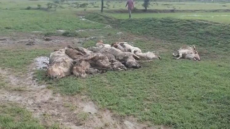 हेमाबंद में गौवंशों की मौत को लेकर बवाल, कलेक्ट्रेट पहुंचे गौ सेवक; जांच रिपोर्ट में 2 पशुओं की मौत की पुष्टि