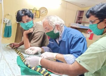 नाग पंचमी पर खास कहानी: सर्जरी से बचाई घायल अहिराज की जान, 3 दिन बाद जंगल में छोड़ा