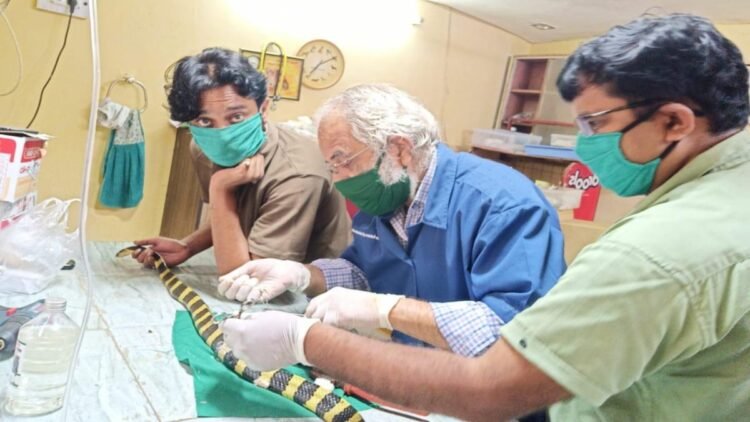 नाग पंचमी पर खास कहानी: सर्जरी से बचाई घायल अहिराज की जान, 3 दिन बाद जंगल में छोड़ा