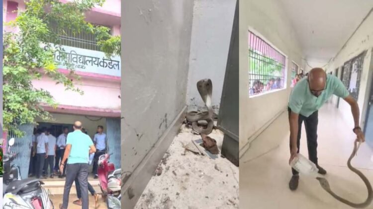 धमतरी के स्कूल में निकला कोबरा, छात्रों में मची अफरा-तफरी; स्नेक रेस्क्यूअर ने किया सुरक्षित रेस्क्यू
