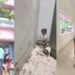 धमतरी के स्कूल में निकला कोबरा, छात्रों में मची अफरा-तफरी; स्नेक रेस्क्यूअर ने किया सुरक्षित रेस्क्यू