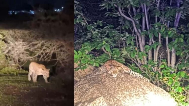डोंगरगढ़ में फिर दिखा तेंदुआ, लोकेशन वायरल होने से बढ़ा शिकार का खतरा