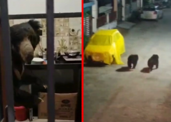कांकेर में भालुओं का आतंक, घर के किचन में घुसा भालू; दो भालुओं ने तोड़े दरवाजे, दहशत में लोग