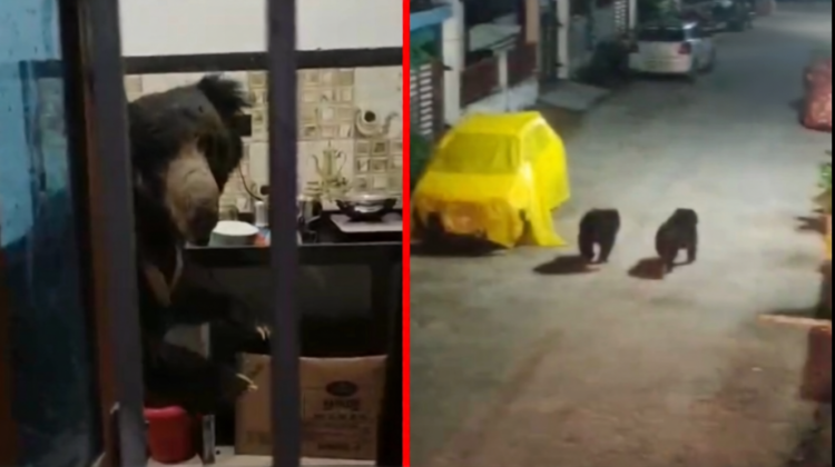 कांकेर में भालुओं का आतंक, घर के किचन में घुसा भालू; दो भालुओं ने तोड़े दरवाजे, दहशत में लोग