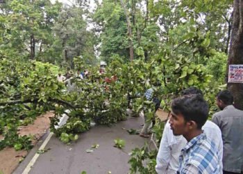 NH-130C पर गिरा विशाल पेड़, दोनों ओर लगा लंबा जाम