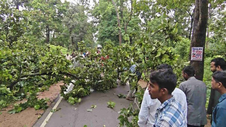 NH-130C पर गिरा विशाल पेड़, दोनों ओर लगा लंबा जाम