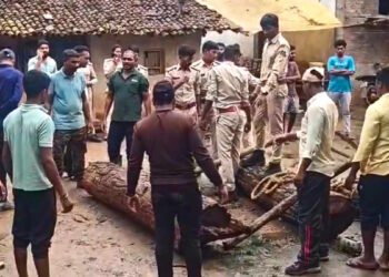 छत्तीसगढ़-ओडिशा सीमा पर लकड़ी तस्करी नेटवर्क पर बड़ी कार्रवाई, USTR ने जब्त की अवैध इमारती लकड़ी