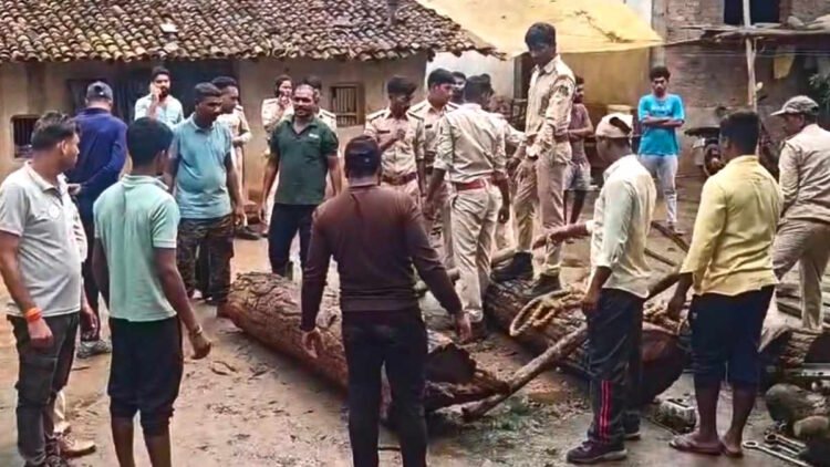 छत्तीसगढ़-ओडिशा सीमा पर लकड़ी तस्करी नेटवर्क पर बड़ी कार्रवाई, USTR ने जब्त की अवैध इमारती लकड़ी