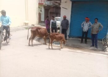 नगर निगम के कोउ कैचर दल के शासकीय कार्य में बाधा पहुंचाने पर महिला के खिलाफ FIR दर्ज