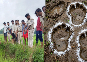 बस्तर के जंगल में फिर दिखा बाघ, ग्रामीणों में बढ़ी दहशत