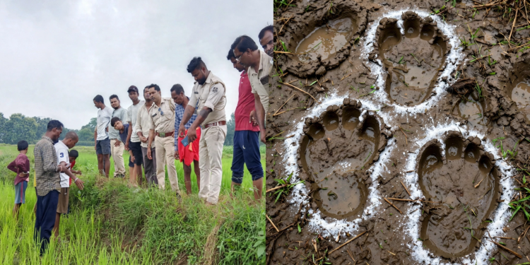 बस्तर के जंगल में फिर दिखा बाघ, ग्रामीणों में बढ़ी दहशत