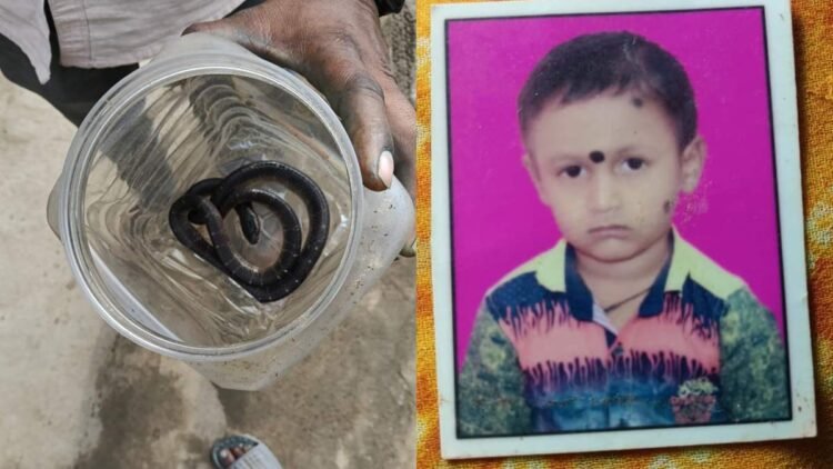 बिस्तर में छिपे जहरीले सांप ने डसा, 10 साल के बच्चे की मौत