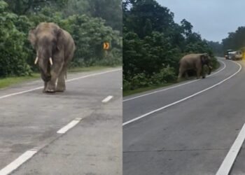 NH-130 पर हाथी का तांडव, एक घंटे तक थमा यातायात; वाहनों की ओर दौड़ा दंतैल