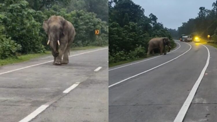 NH-130 पर हाथी का तांडव, एक घंटे तक थमा यातायात; वाहनों की ओर दौड़ा दंतैल