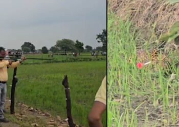 खेतों के बीच दिखा तेंदुआ, वन विभाग ने ट्रैंक्विलाइजर से किया सुरक्षित रेस्क्यू