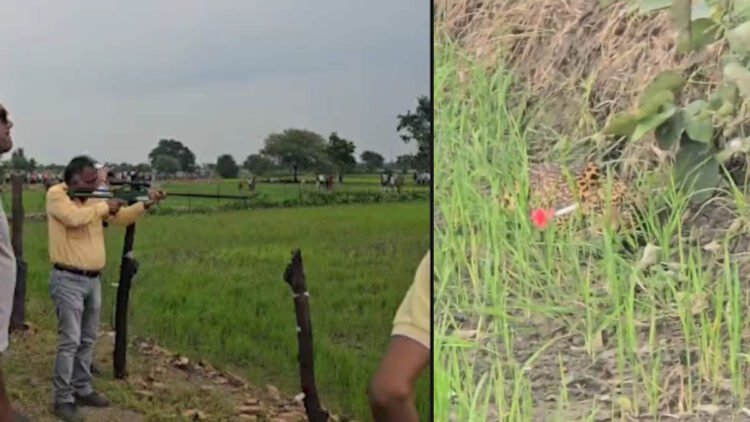 खेतों के बीच दिखा तेंदुआ, वन विभाग ने ट्रैंक्विलाइजर से किया सुरक्षित रेस्क्यू