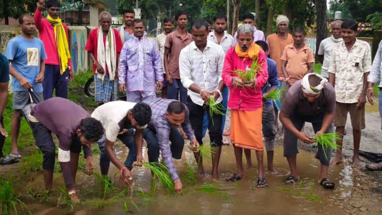 जर्जर सड़क के गड्ढों में ग्रामीणों ने रोपे धान और बेशरम के पौधे, उग्र आंदोलन की चेतावनी