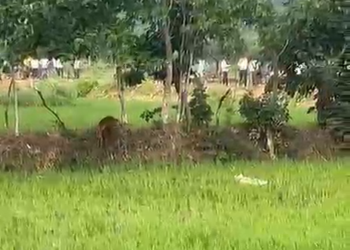 जैतपुरी में तेंदुए की दहशत, ग्रामीणों की भीड़ के बीच वन विभाग कर रहा निगरानी