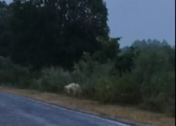 गौरेला-पेण्ड्रा में सड़क पर दिखा दुर्लभ सफेद भालू, राहगीरों में मची अफरा-तफरी; वीडियो सोशल मीडिया पर वायरल