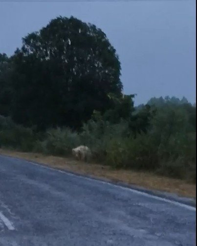 गौरेला-पेण्ड्रा में सड़क पर दिखा दुर्लभ सफेद भालू, राहगीरों में मची अफरा-तफरी; वीडियो सोशल मीडिया पर वायरल