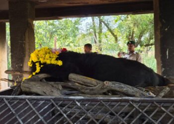 नवा रायपुर जंगल सफारी में 25 वर्षीय मादा हिमालयन भालू ‘फफोरी’ की मौत, वृद्धावस्था बनी वजह