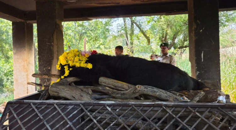 नवा रायपुर जंगल सफारी में 25 वर्षीय मादा हिमालयन भालू ‘फफोरी’ की मौत, वृद्धावस्था बनी वजह