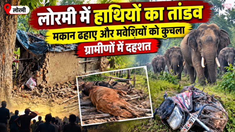 लोरमी में हाथियों का तांडव, मकान ढहाए और मवेशियों को कुचला; ग्रामीणों में दहशत