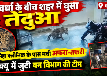 कवर्धा के बीच शहर में घुसा तेंदुआ, स्नेहा क्लीनिक के पास मची अफरा-तफरी; रेस्क्यू में जुटी वन विभाग की टीम
