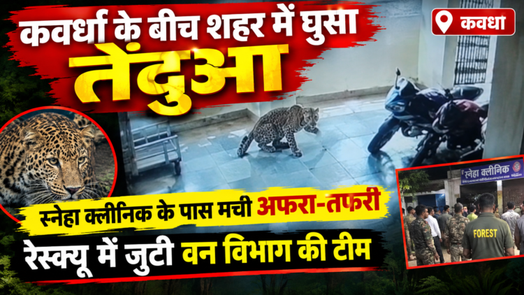 कवर्धा के बीच शहर में घुसा तेंदुआ, स्नेहा क्लीनिक के पास मची अफरा-तफरी; रेस्क्यू में जुटी वन विभाग की टीम