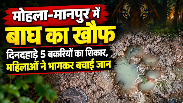 मोहला-मानपुर में बाघ का खौफ, दिनदहाड़े पांच बकरियों का किया शिकार; महिलाओं ने भागकर बचाई जान